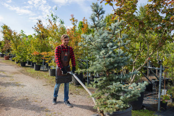 Rolla, ND Tree Services Company