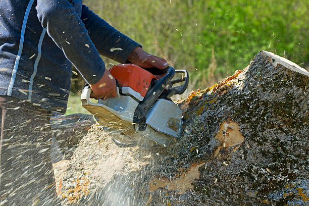 How Our Tree Care Process Works  in Rolla, ND